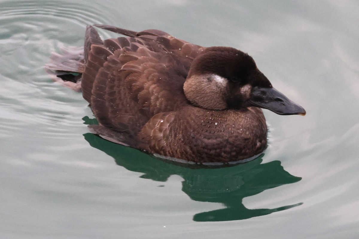 Surf Scoter - ML645308026