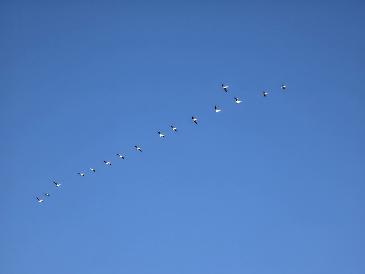 American White Pelican - ML645308030