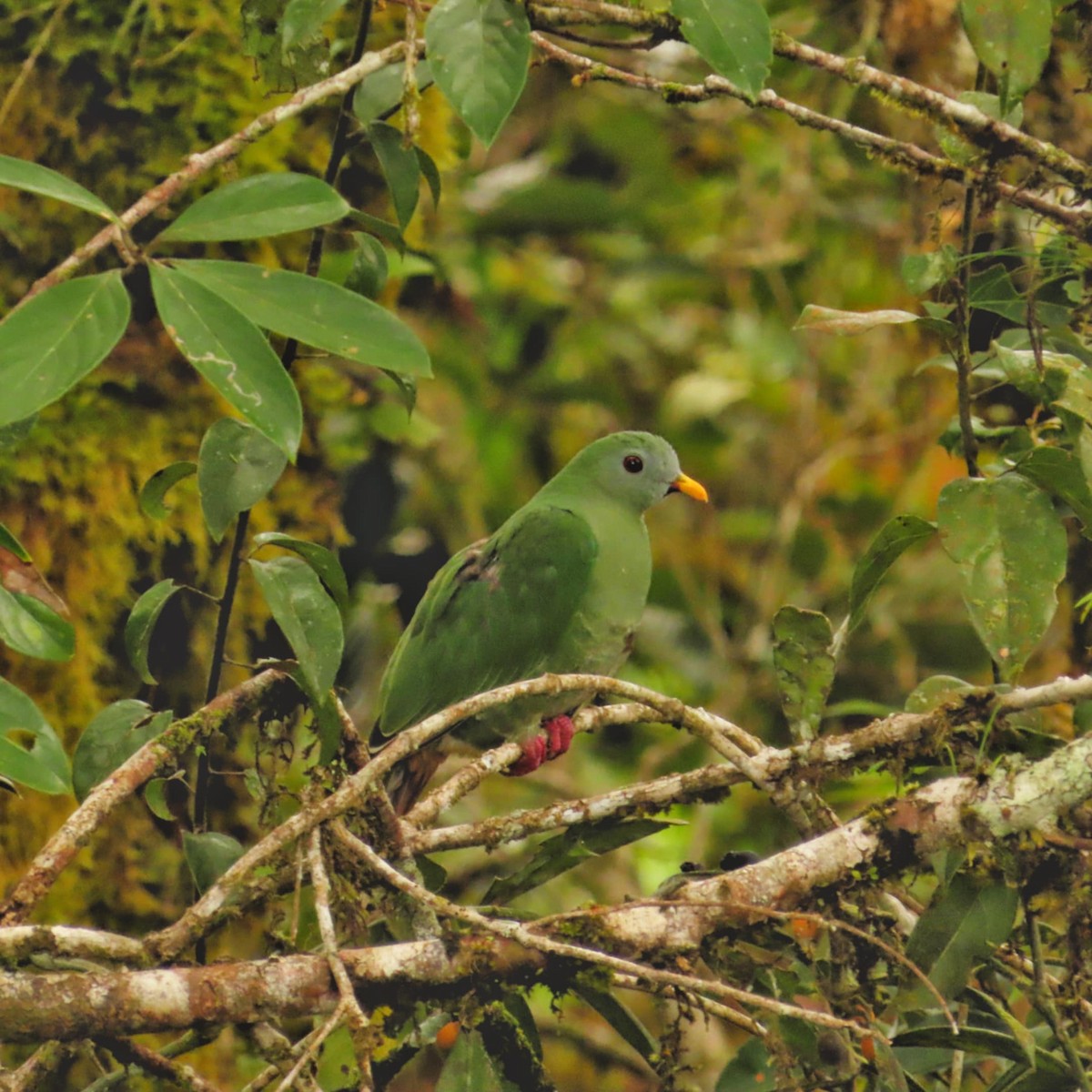 Black-chinned Fruit-Dove - ML645308034