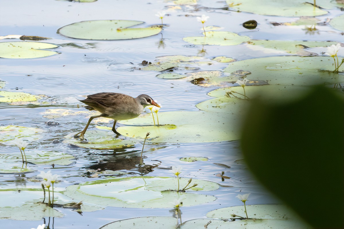 chřástal popelavý - ML645308043