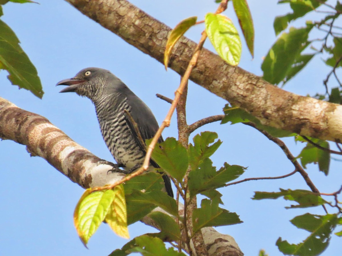 Mindanao Cuckooshrike - ML645308044