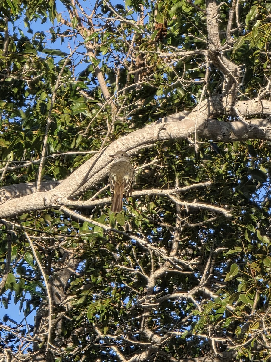 Great Crested Flycatcher - ML645308045