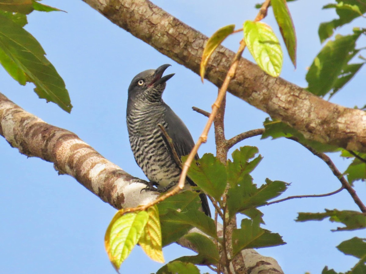 Mindanao Cuckooshrike - ML645308048