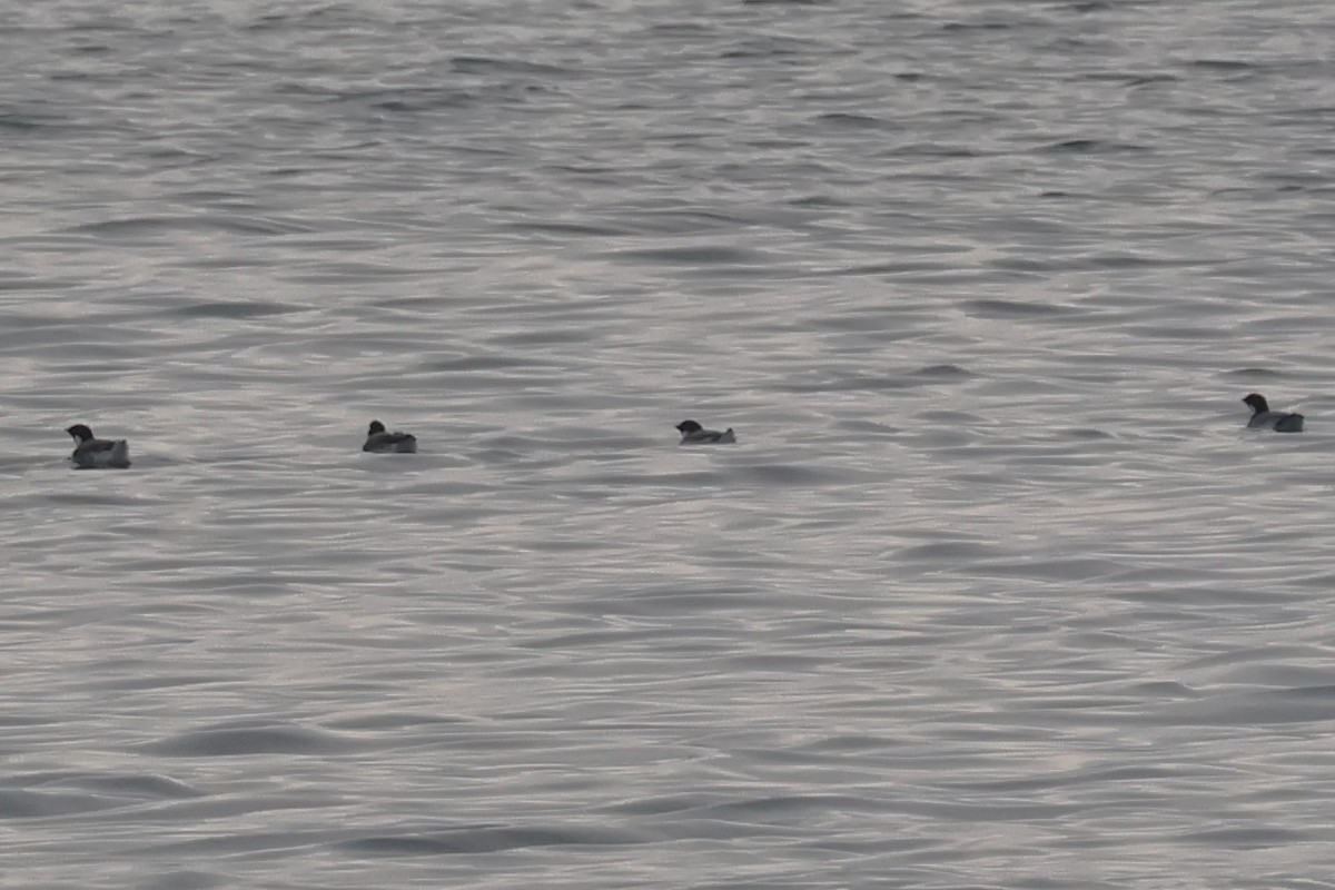 Ancient Murrelet - ML645308051