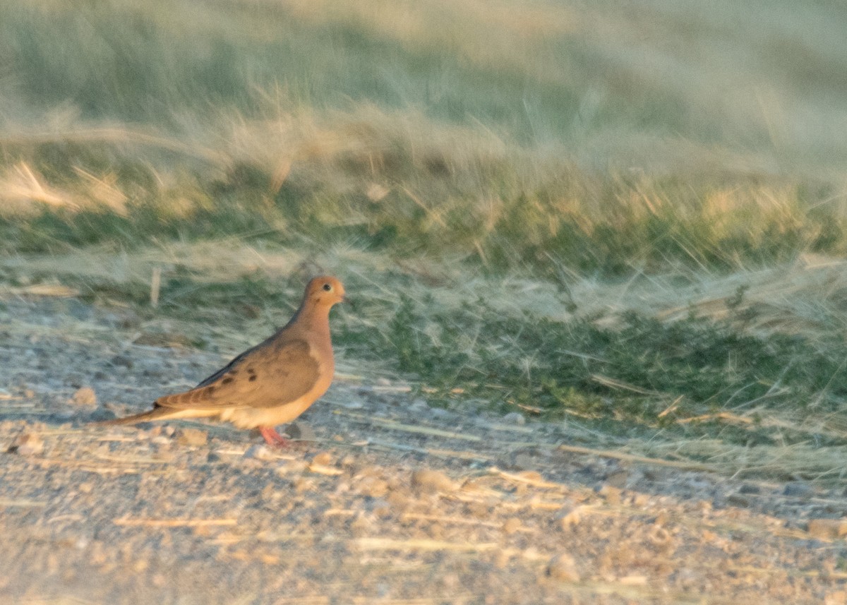 Mourning Dove - ML645308052