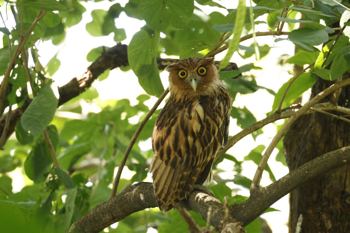 Philippine Eagle-Owl - ML645308054