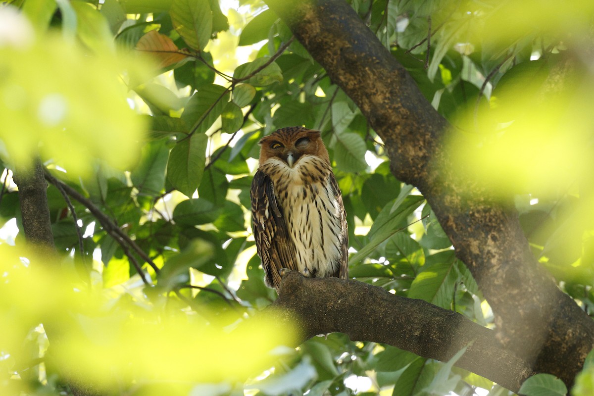 Philippine Eagle-Owl - ML645308055