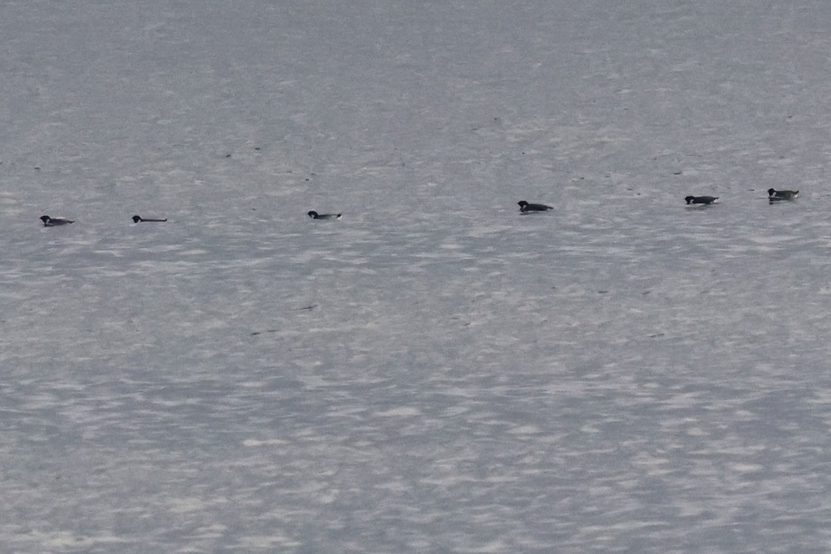 Ancient Murrelet - ML645308072