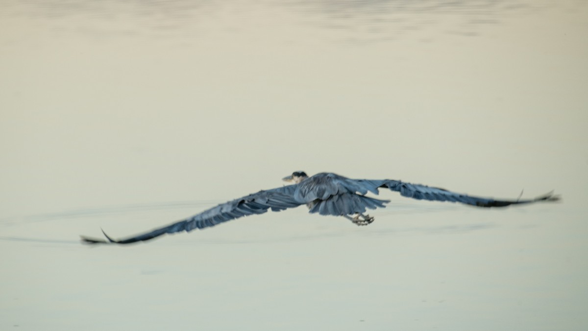 Great Blue Heron - ML645308073