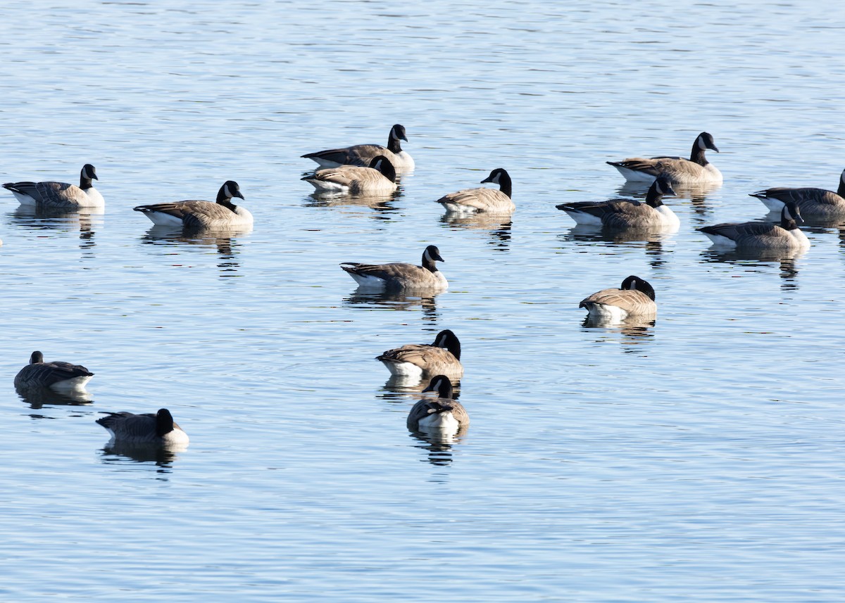 Branta kanadar handia - ML645308074