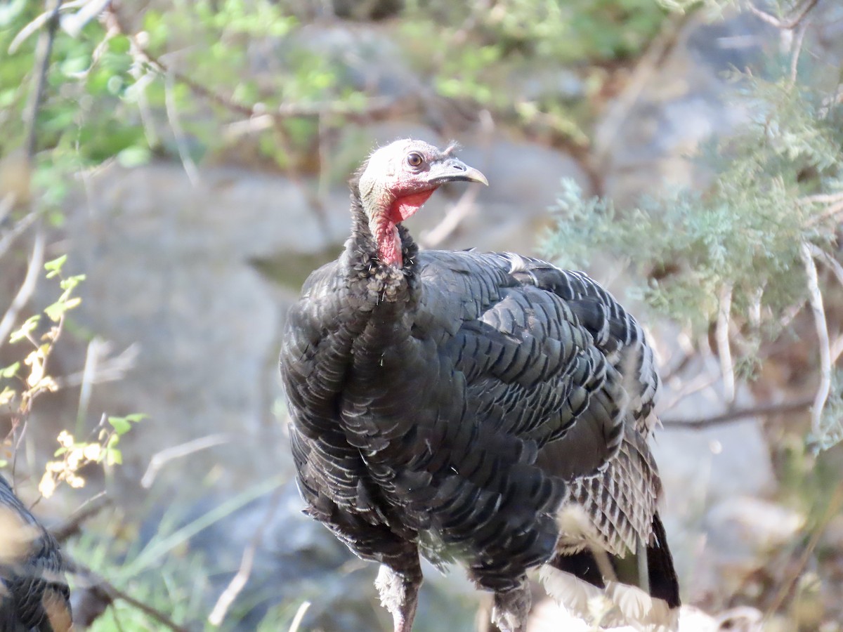 krocan divoký - ML645308076