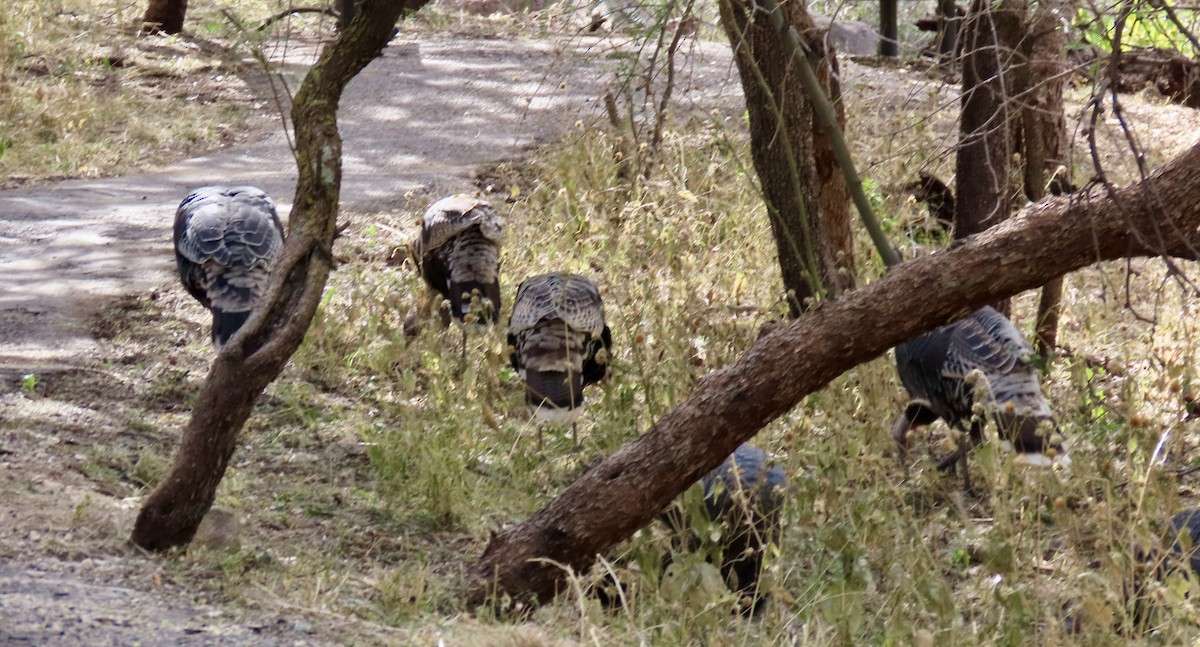 krocan divoký - ML645308077