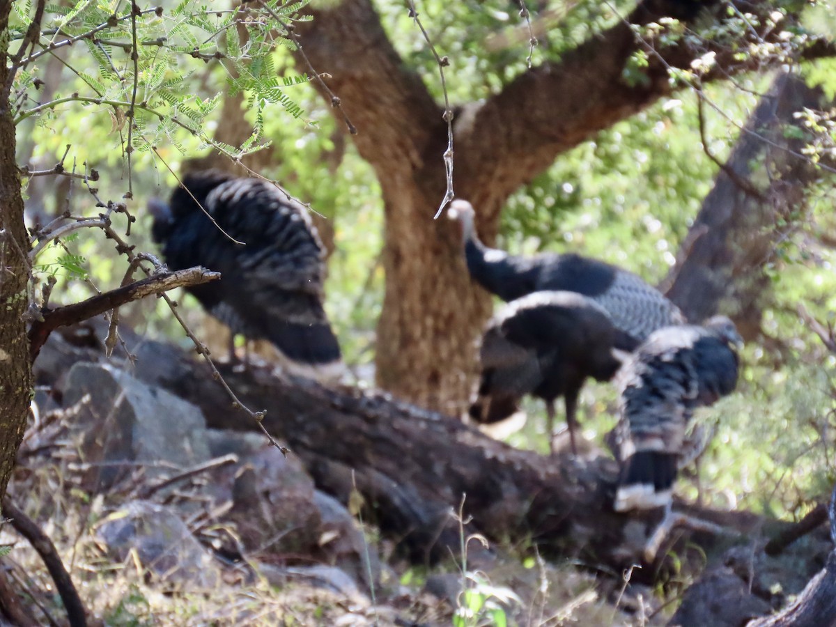 krocan divoký - ML645308078