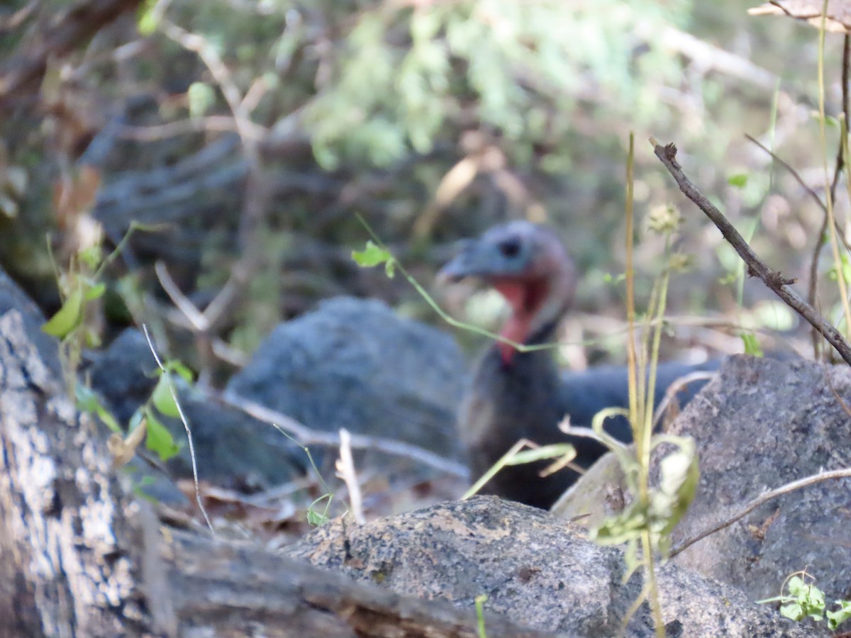 krocan divoký - ML645308079