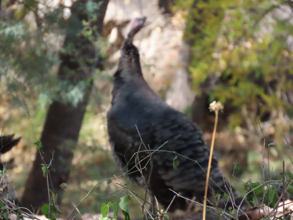 krocan divoký - ML645308080