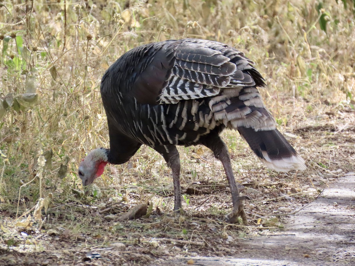 krocan divoký - ML645308081