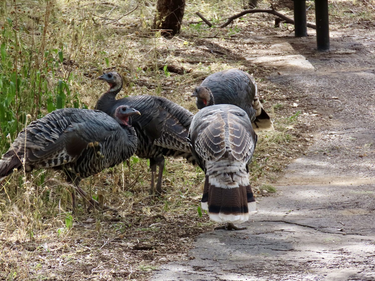 krocan divoký - ML645308082