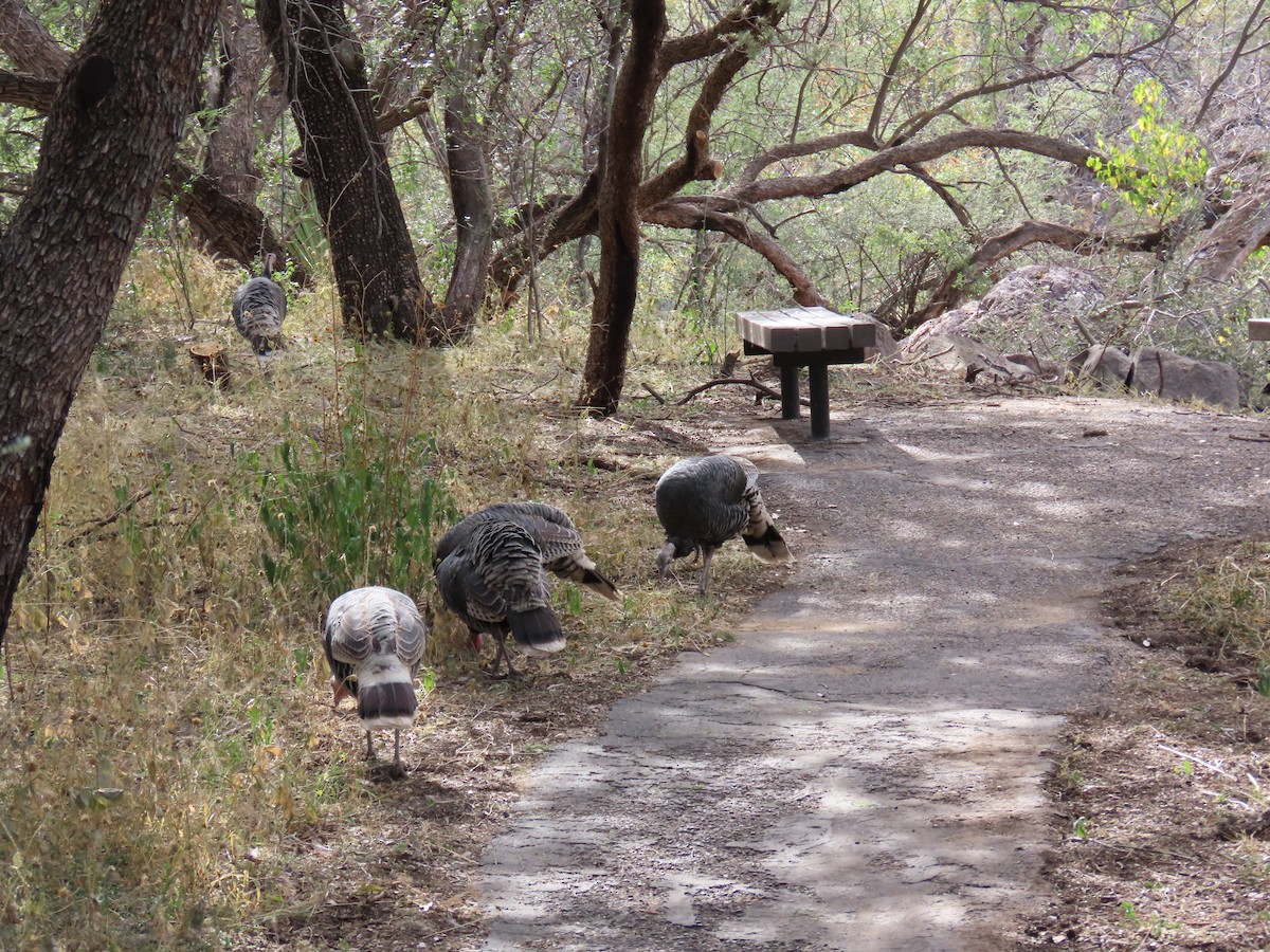 krocan divoký - ML645308083