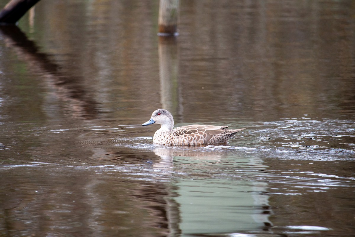 Gray Teal - ML645308084