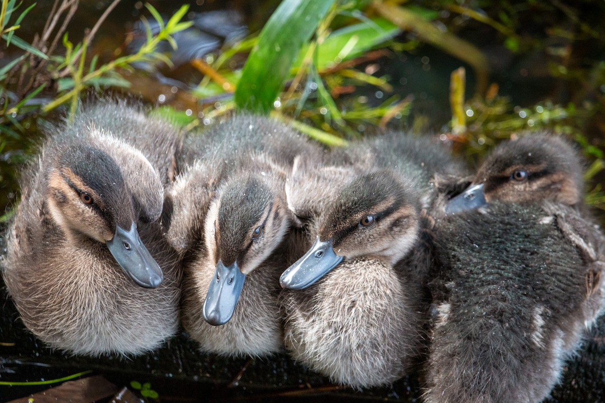 Chestnut Teal - ML645308090