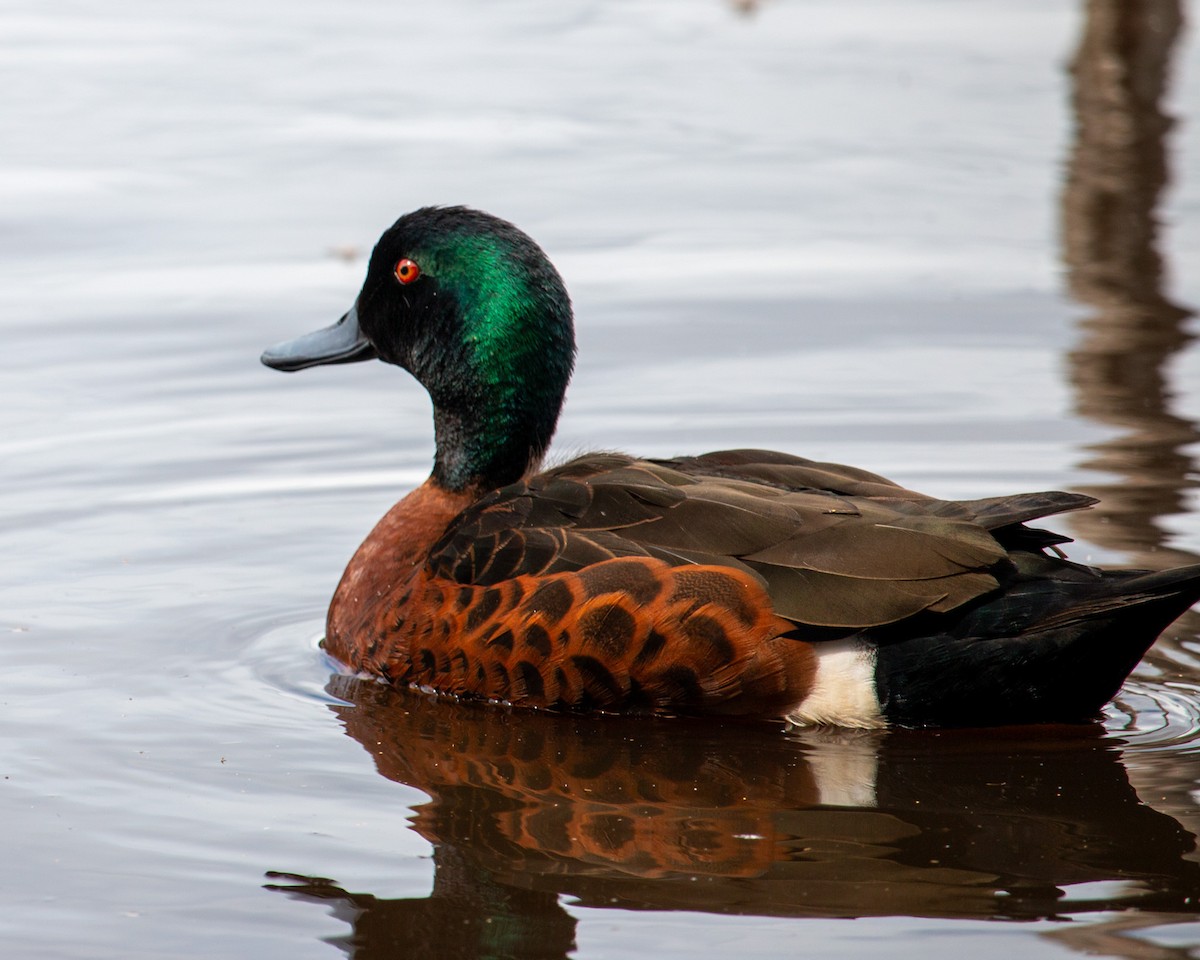 Chestnut Teal - ML645308091