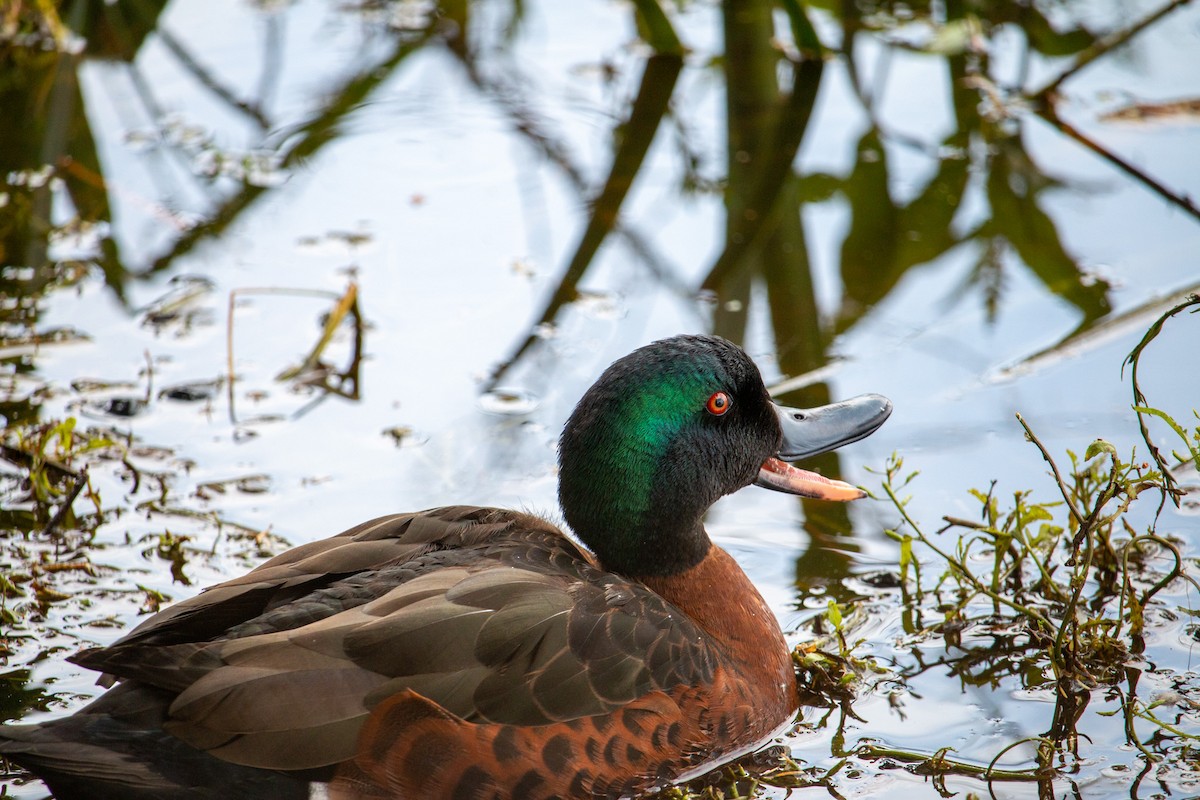 Chestnut Teal - ML645308092