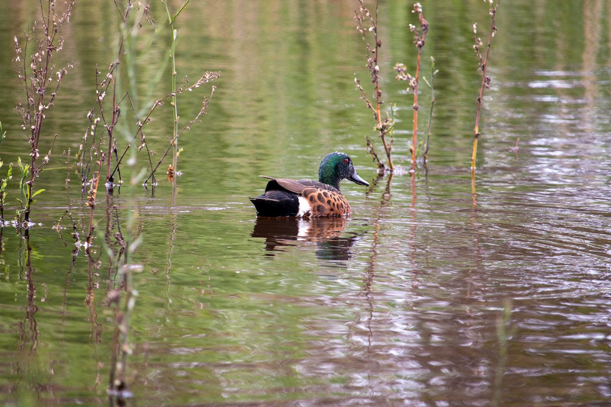 Chestnut Teal - ML645308093