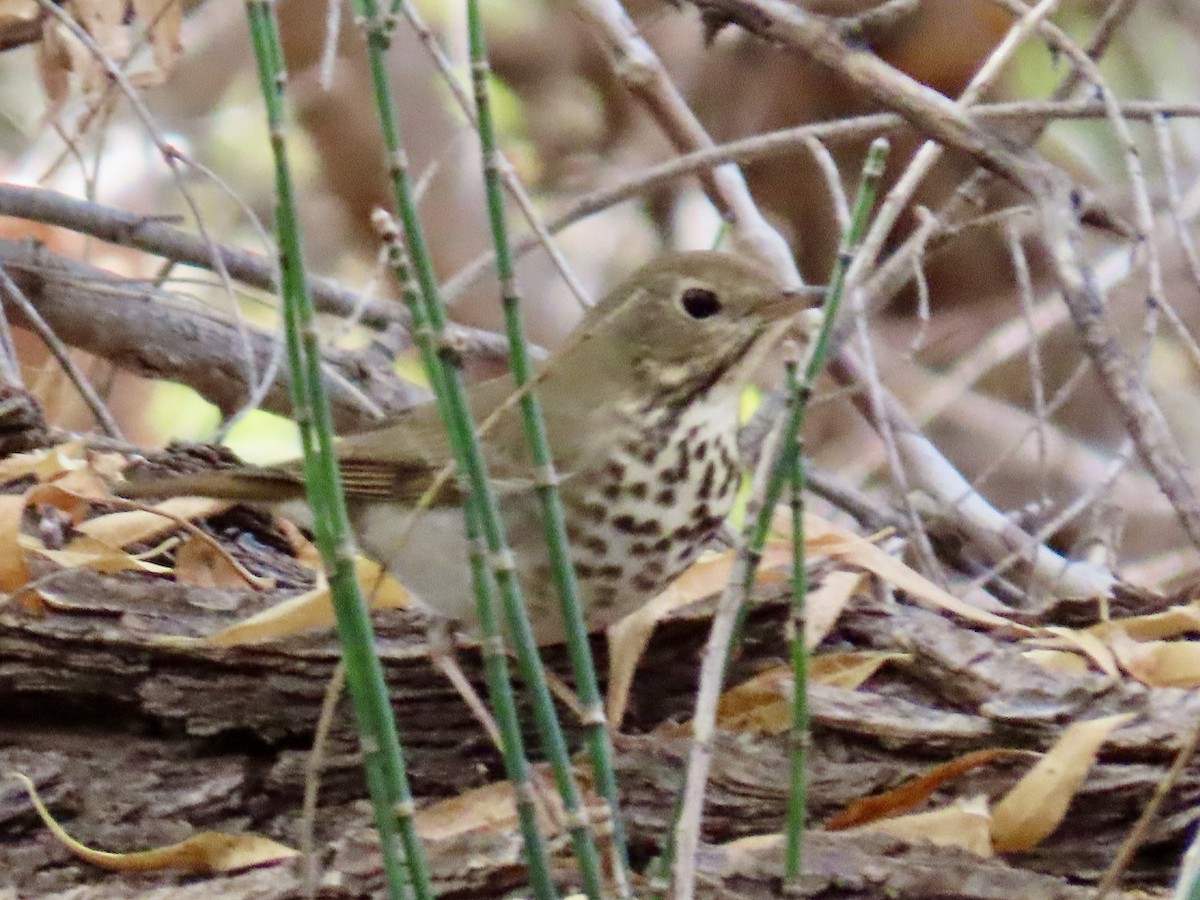 Grive solitaire - ML645308096