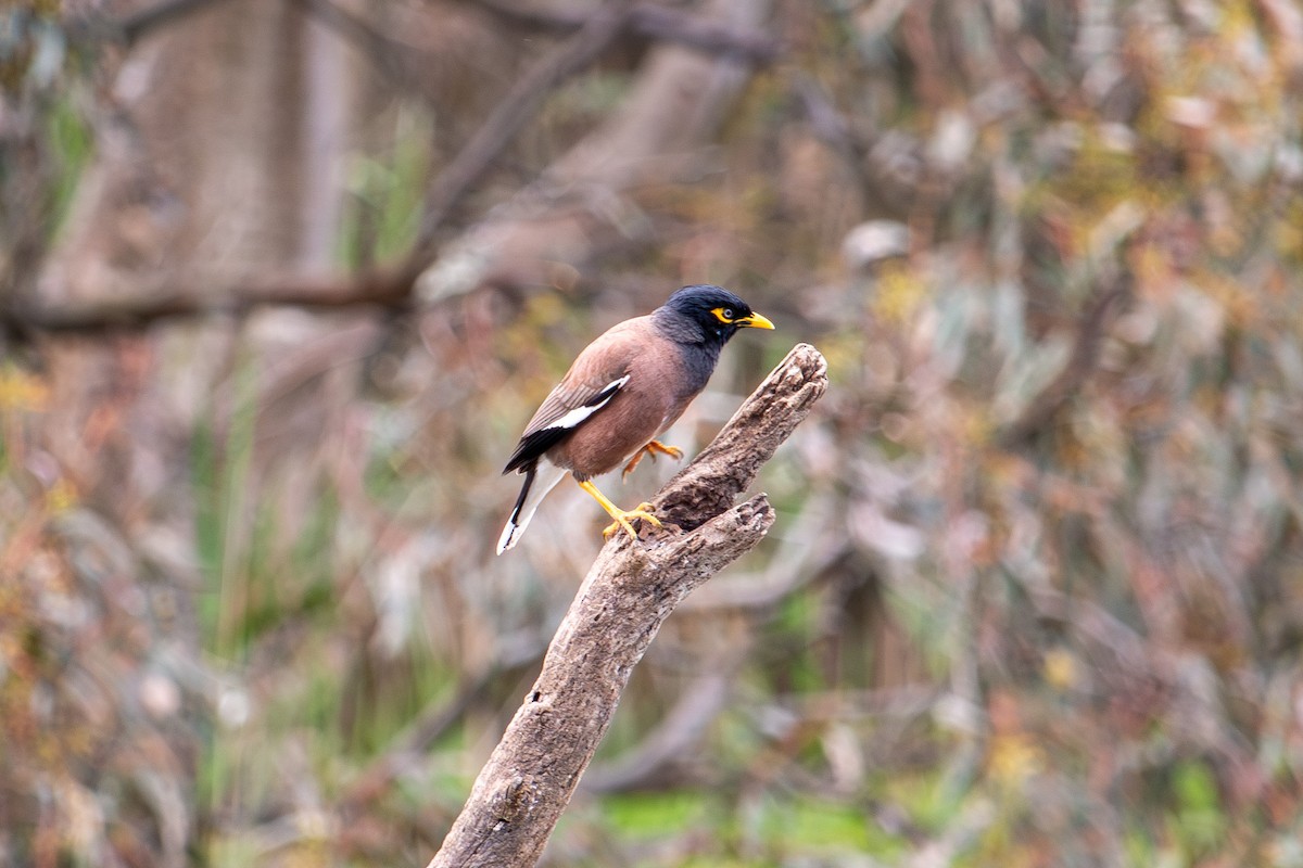Common Myna - ML645308106
