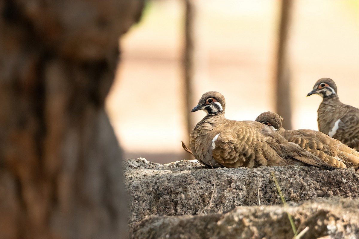 rypedue - ML645308109