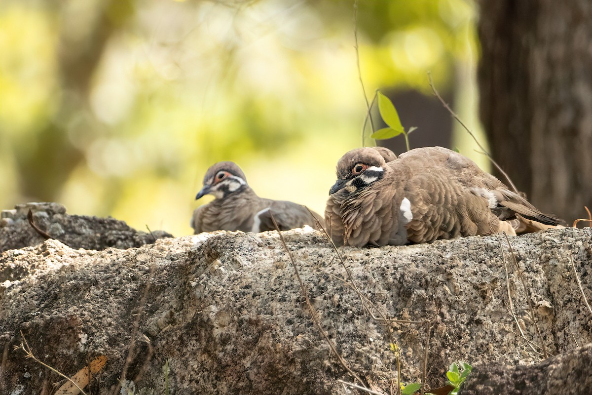 rypedue - ML645308111