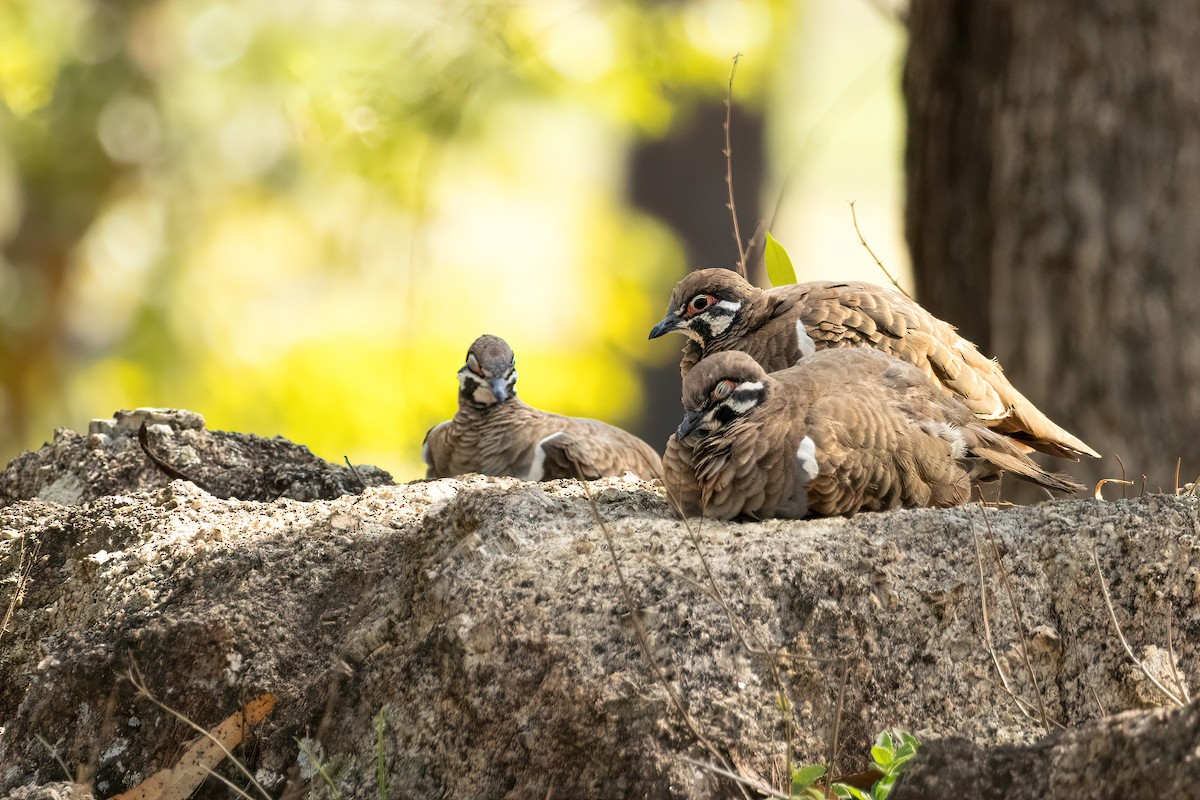 rypedue - ML645308112