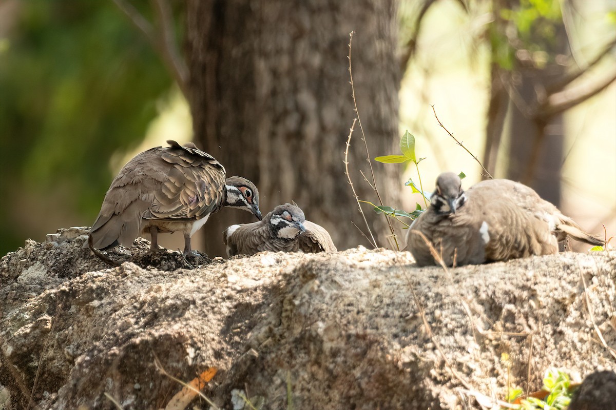 rypedue - ML645308114