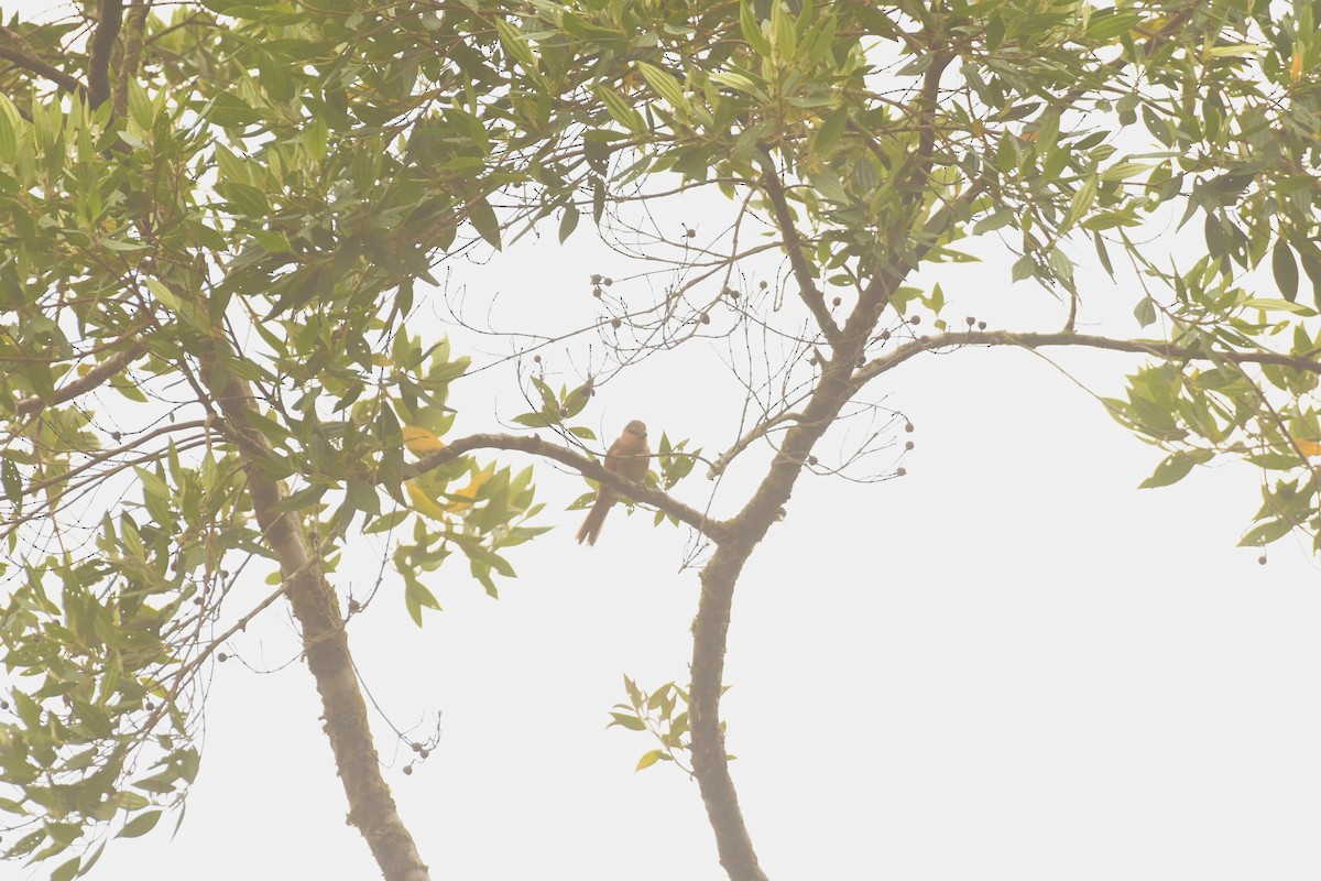 Brown Tanager - ML645308118