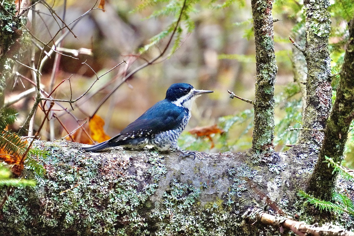 Black-backed Woodpecker - ML645308121
