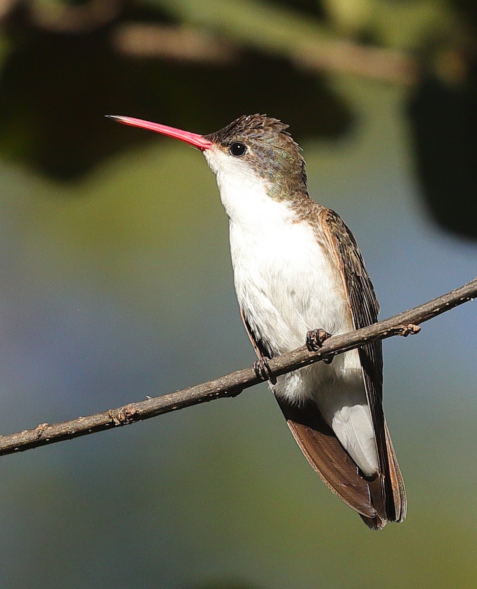 Violet-crowned Hummingbird - ML645308123