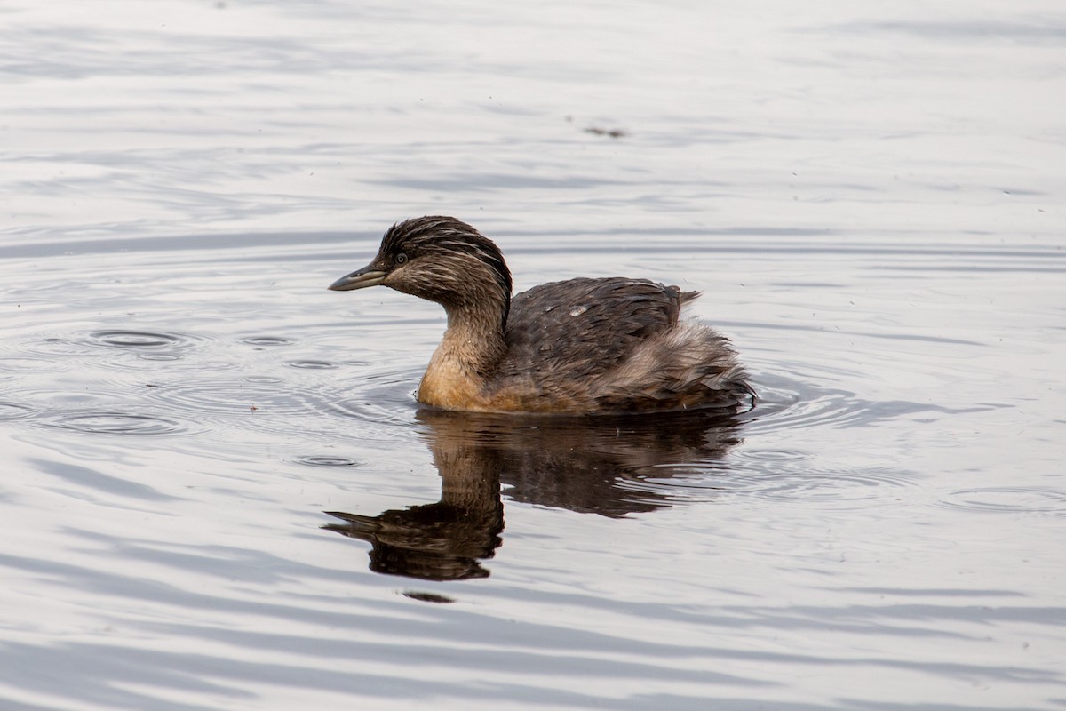 Zampullín Canoso - ML645308125