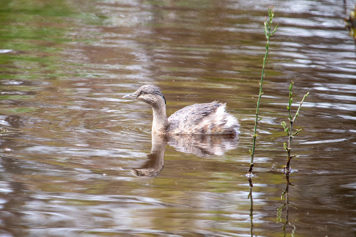 Zampullín Canoso - ML645308126