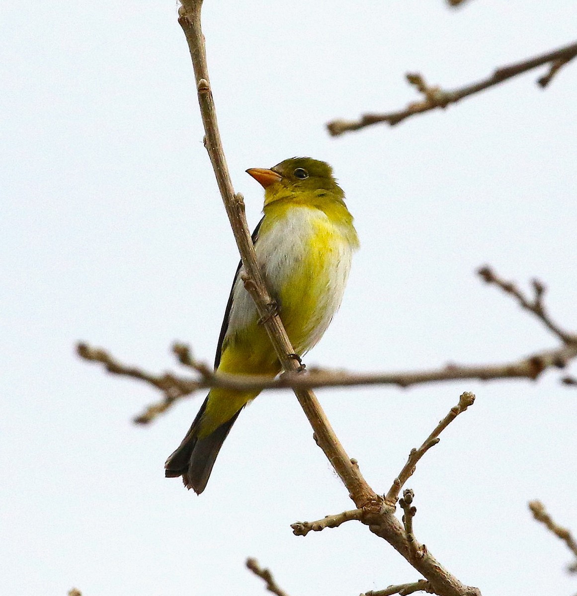 Scarlet Tanager - ML645308129