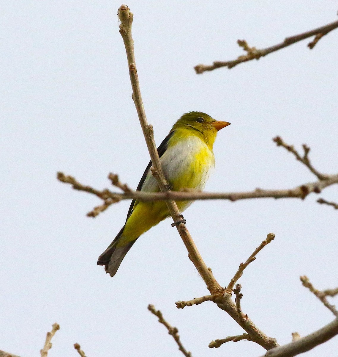 Scarlet Tanager - ML645308132