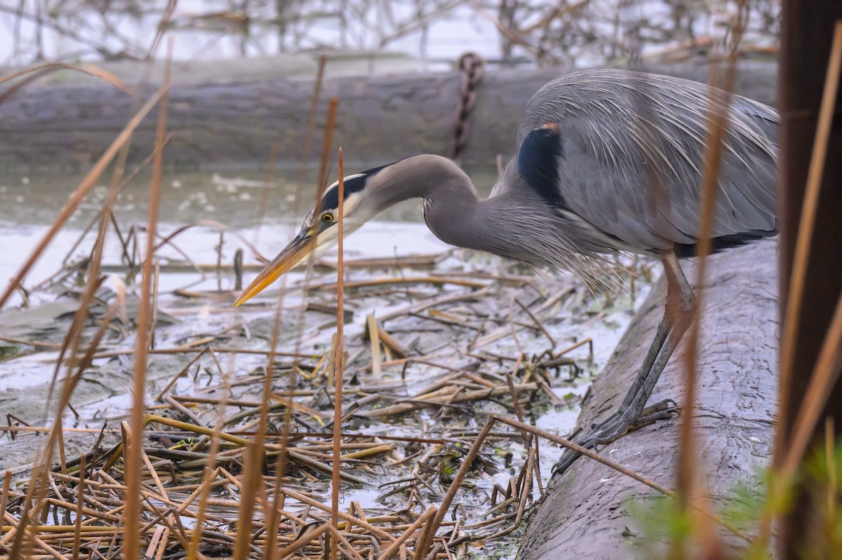 Great Blue Heron - ML645308134