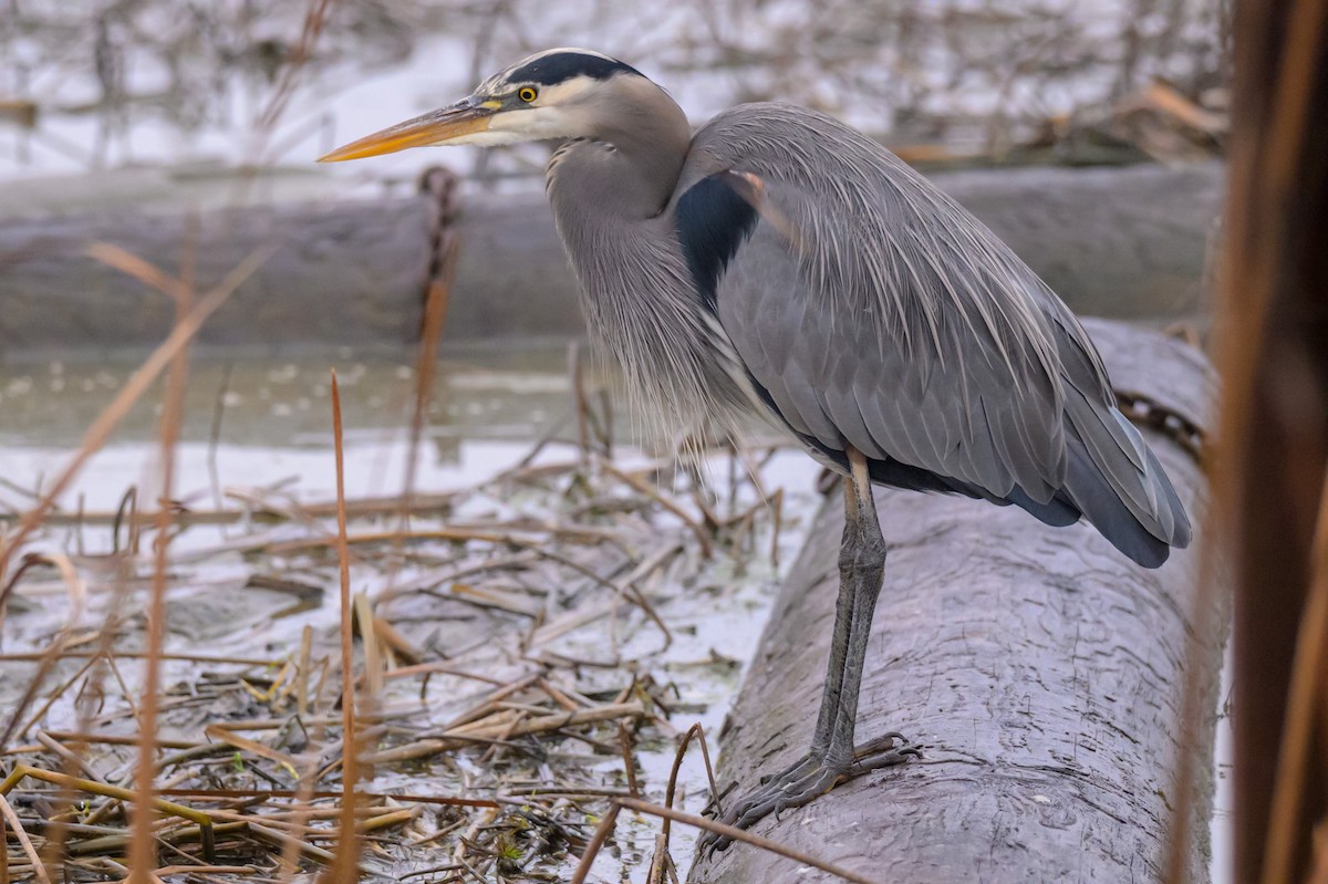 Great Blue Heron - ML645308135