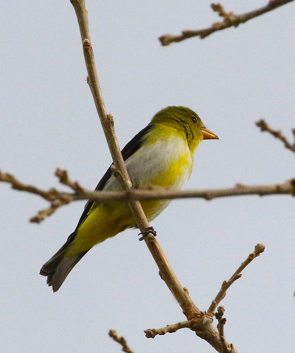 Scarlet Tanager - ML645308136