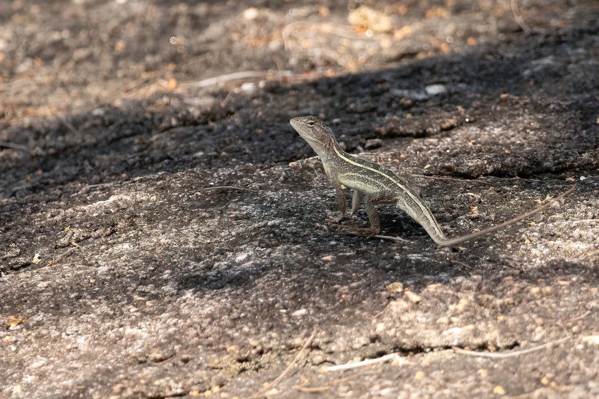 Eastern Two-lined Dragon - ML645308153