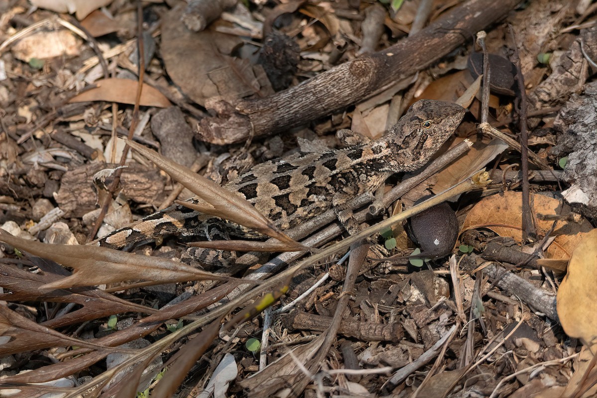 Eastern Two-lined Dragon - ML645308155