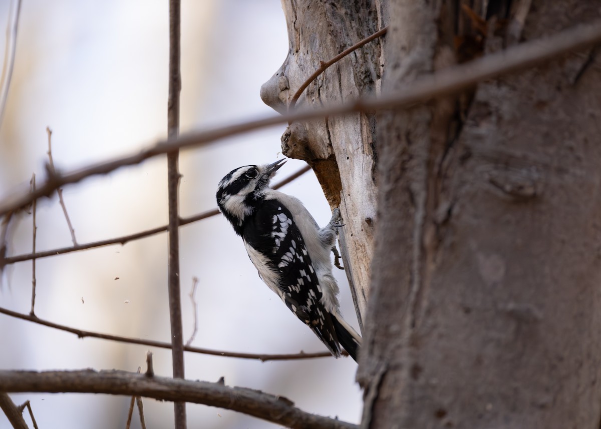 Downy/Hairy Woodpecker - ML645308162