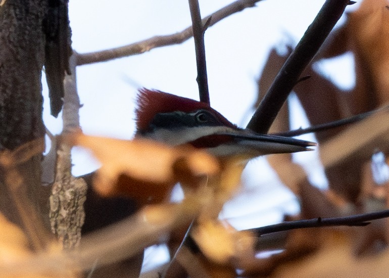 Pileated Woodpecker - ML645308173