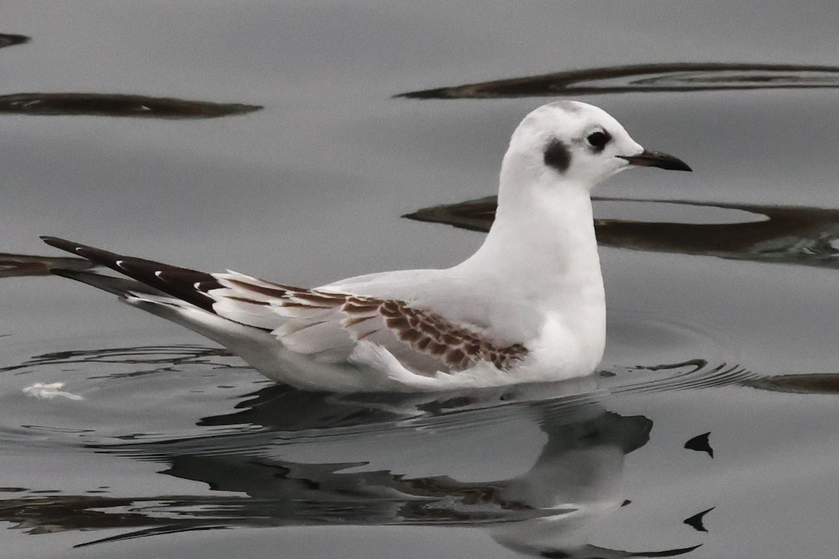 Bonaparte's Gull - ML645308175
