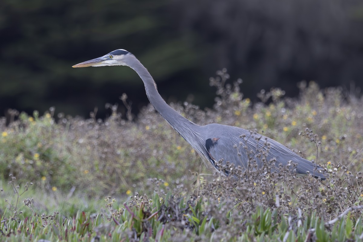 Great Blue Heron - ML645308180