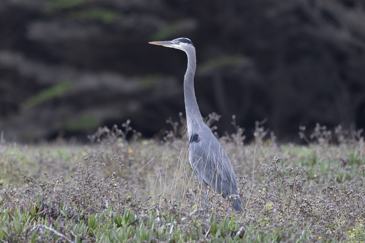 Great Blue Heron - ML645308181